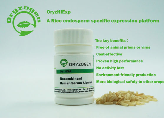 Il ricombinante di Oryzogen HA ha buona proteina dell'albumina di consistenza in lotti