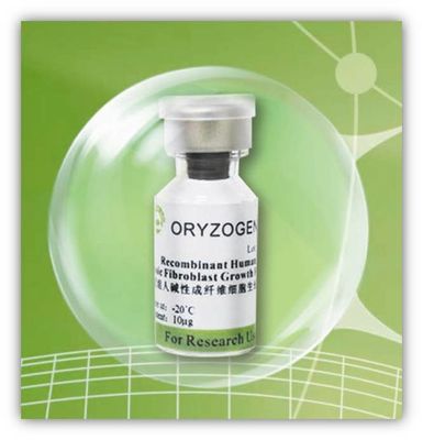 Oryza recombinante -20℃ estratto sativa Storaged di fattore del bFGF della proteina