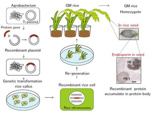 Piattaforma di espressione di OryzHiExp per la funzione recombinante di conformità di servizio GMP della proteina