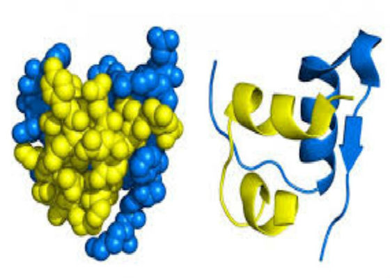 Base recombinante di servizio della proteina di Biopharma sulla piattaforma di espressione delle cellule del riso