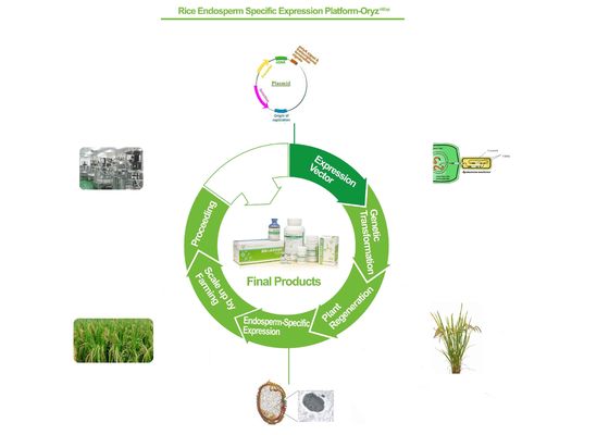 Base recombinante di servizio della proteina di Biopharma sulla piattaforma di espressione delle cellule del riso