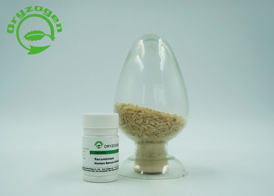 Il ricombinante sativa del Oryza ha liofilizzato per spolverizzare la proteina umana di massa molecolare dell'albumina 66.554KD