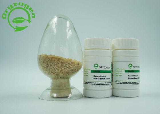 La proteina umana recombinante espressa specifica dell'albumina dell'endosperma del riso HA senza alcun rischio dei contaminanti