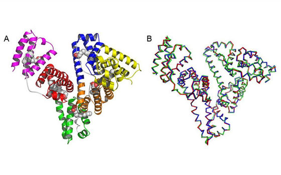 Il ricombinante umano dell'albumina HA è strutturalmente e biochimicamente equivalente a pHSA