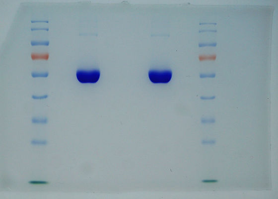 Il ricombinante della purezza di 99% ha derivato da riso la stessa sequenza come il plasma HA