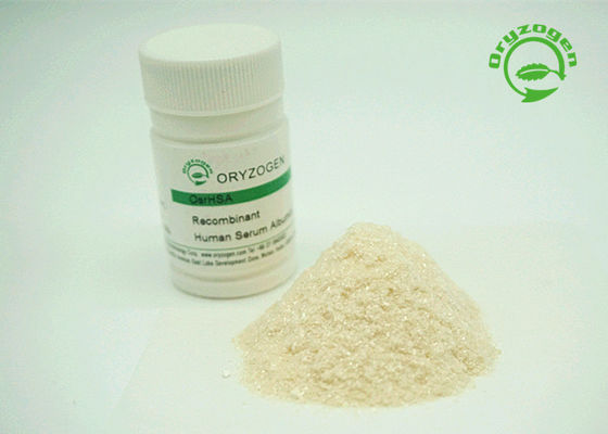 L'albumina recombinante della purezza più di di 99% HA bianco sporco per accendere la polvere beige di colore