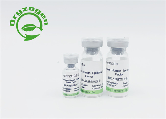 Fattore di crescita epidermico umano di EGF ed animale umano del bFGF liberi nessuna stimolazione
